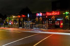 Blackbird in Rathmines